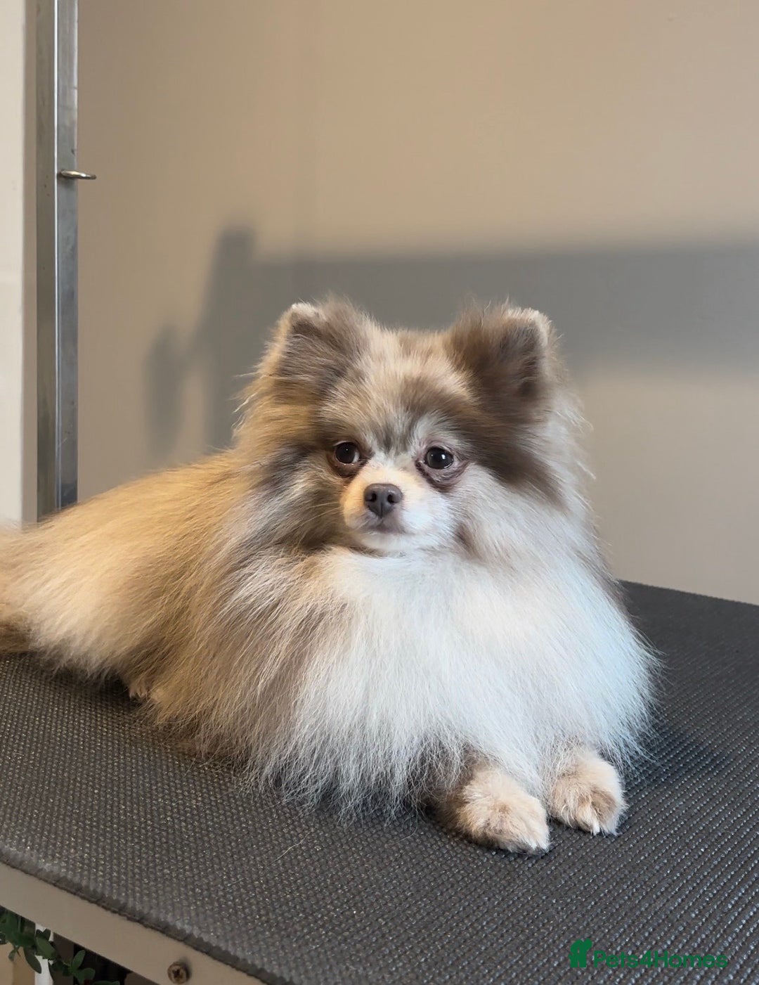 Pomeranian dogs for stud: Lilac Merle KC Pomeranian STUD - Advert 2