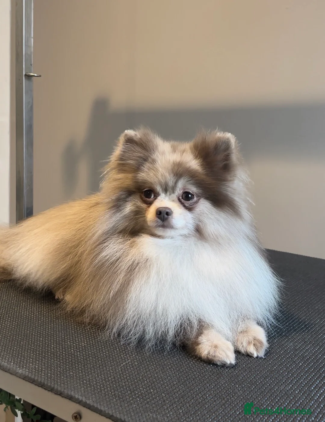 Pomeranian dogs for stud: Lilac Merle KC Pomeranian STUD - Advert 2