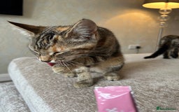 Mixed Breed cats for sale: 2 beautiful kittens ready for a loving home - Image 24