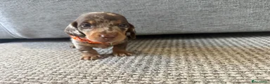 Dachshund 3
