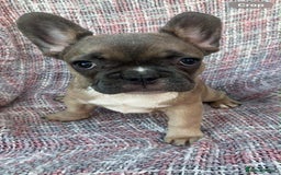 French Bulldog dogs for sale: Ready to leave now frenchbull dog puppies  - Image 3
