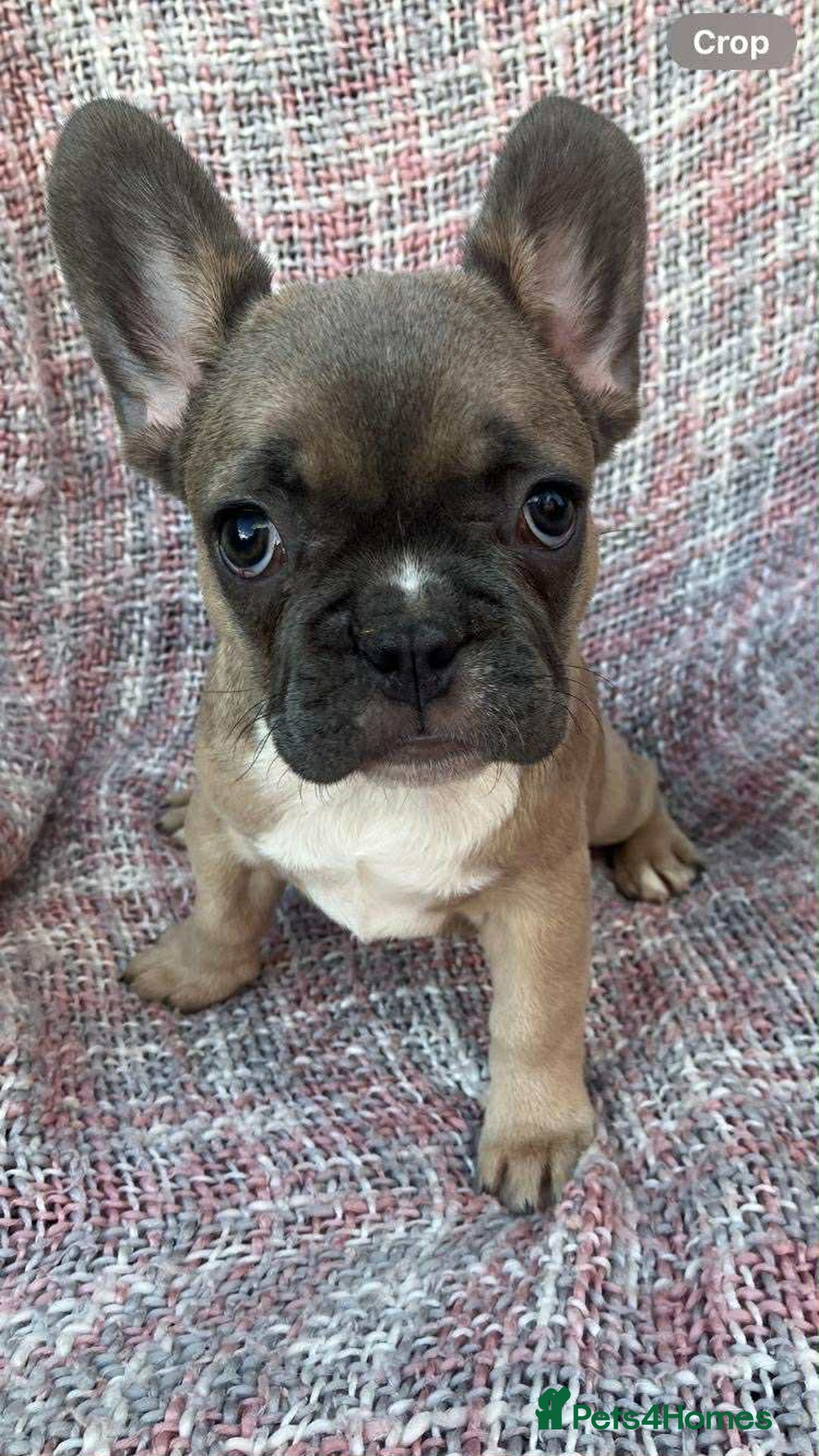 French Bulldog dogs for sale: Ready to leave now frenchbull dog puppies  - Image 3