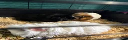 Guinea Pig rodents for sale: 3 male guinea pigs  in Buckley - Advert 5