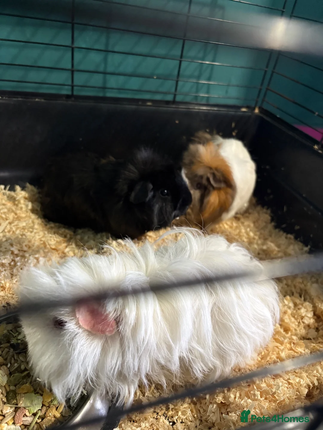 Guinea Pig rodents for sale: 3 male guinea pigs  in Buckley - Advert 5