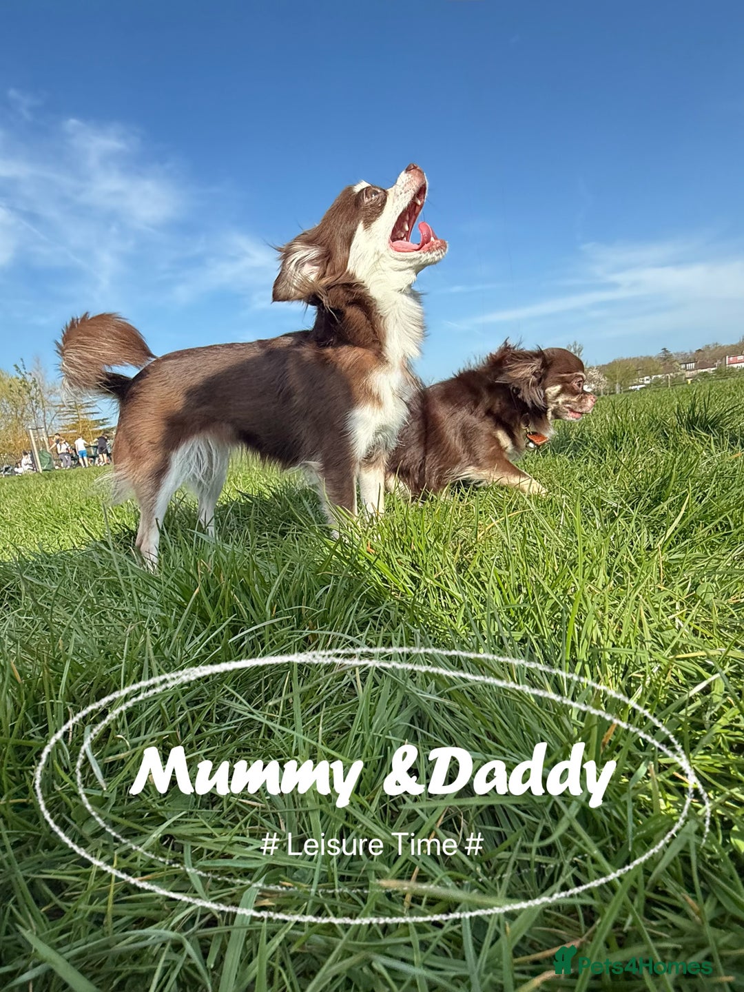 Chihuahua dogs for sale: 🔥 Adorable long-haired Chihuahua puppies for sale - Image 28