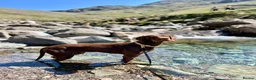 Mixed Breed dogs for sale: READY NOW  - Weimaraner x Vizsla - Advert 20