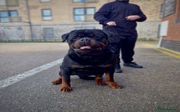 Rottweiler dogs for sale: 🏆Repeat breeding by No.1 Stud in the UK METAL!!🏆 - Image 10