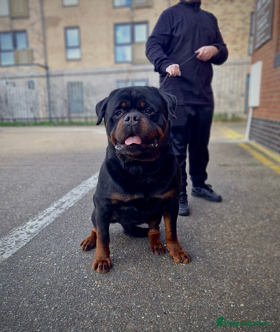 Rottweiler dogs for sale: 🏆Repeat breeding by No.1 Stud in the UK METAL!!🏆 - Image 10