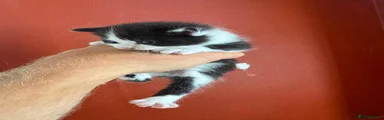 Mixed Breed 3