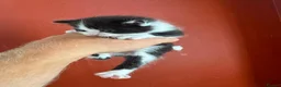 Mixed Breed cats for sale: Help us find forever homes  in Holmfirth - Advert 4
