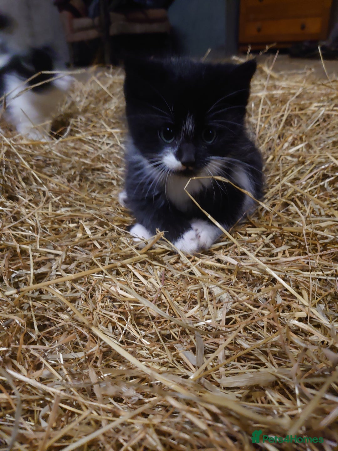 Mixed Breed cats for sale: Friendly farm kittens  - Advert 3