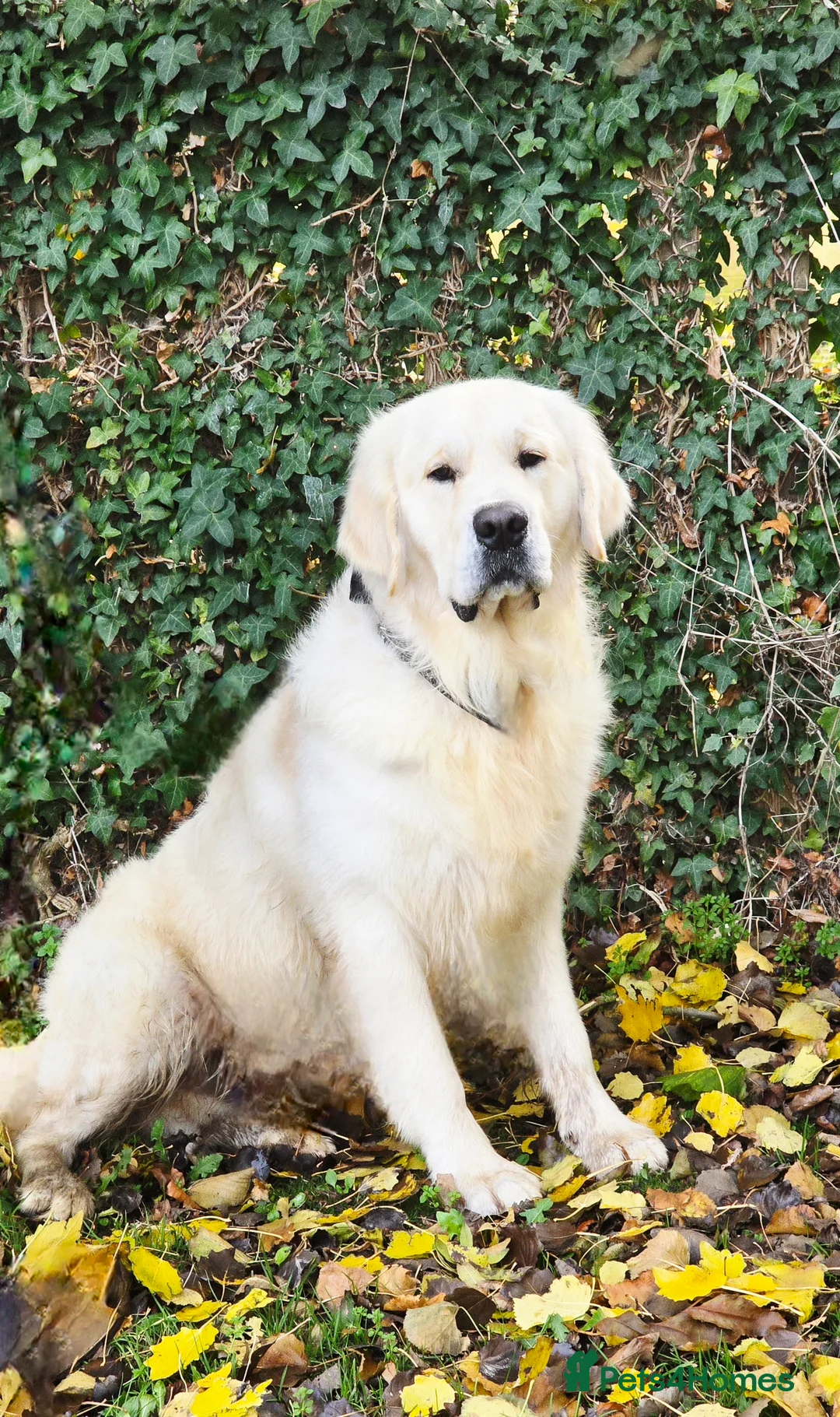 Golden Retriever dogs for stud: *Fully DNA clear, A/A 0/0, KC show lines for stud* - Advert 9