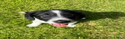 Mixed Breed dogs for sale: Cocker x Collie Pup in Llandovery - Advert 7