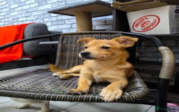 Mixed Breed dogs for adoption: 💖🐶 CHARLOTTE 🐶💖 - Image 4
