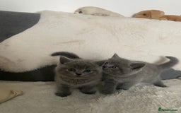 British Shorthair cats for sale: BRITISH kitties READY NOW  - Image 8