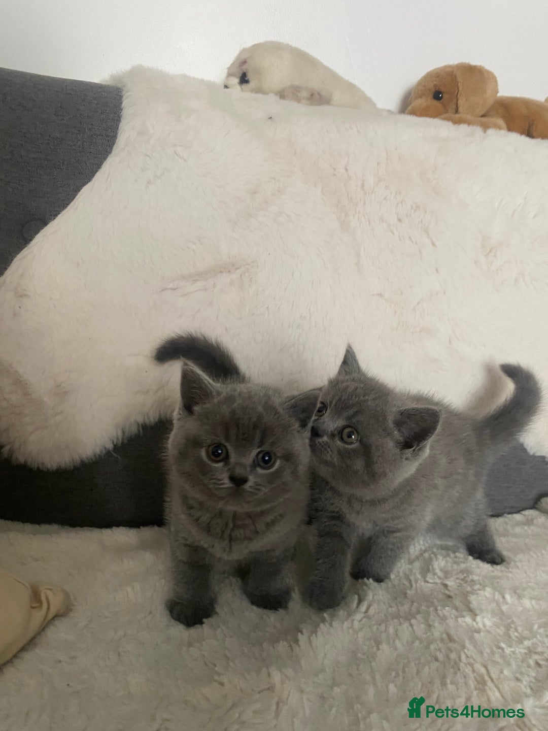 British Shorthair cats for sale: BRITISH kitties READY NOW  - Image 8