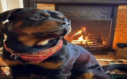 Rottweiler dogs for sale: 3 year old male Rottweiler  - Image 1