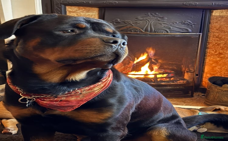 Rottweiler dogs - Advert 2