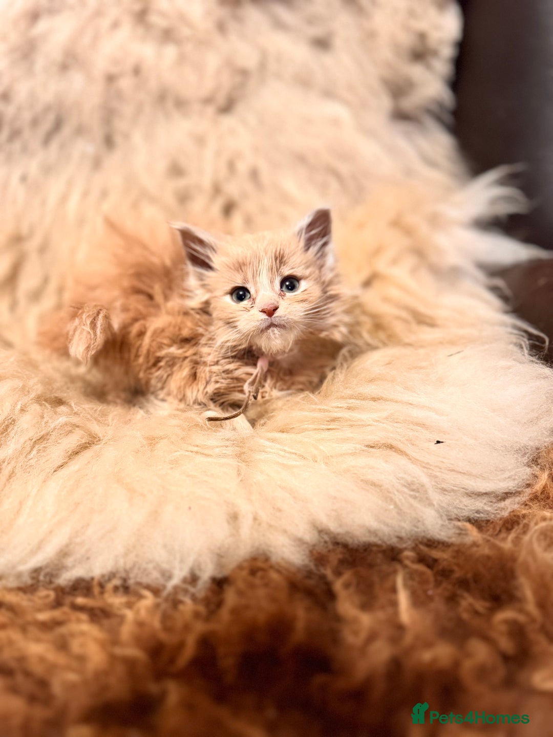 Maine Coon cats for sale:  TICA Registered Maine Coon Kittens- ready now  - Advert 21