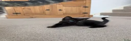 Mixed Breed cats for sale: Kittens - Advert 13
