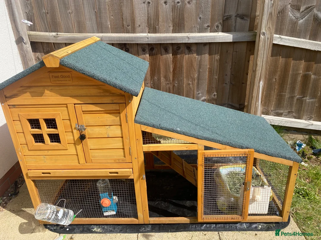 Netherland Dwarf rabbits for sale: Two beautiful Netherland dwarfs female  - Advert 18