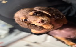 Miniature Dachshund dogs for sale: Longhair miniature Duchshund 🩵1boy 1girl left🩷 - Advert 10