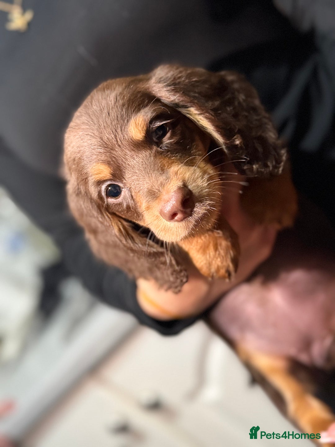 Miniature Dachshund dogs for sale: Longhair miniature Duchshund 🩵1boy 1girl left🩷 - Advert 10