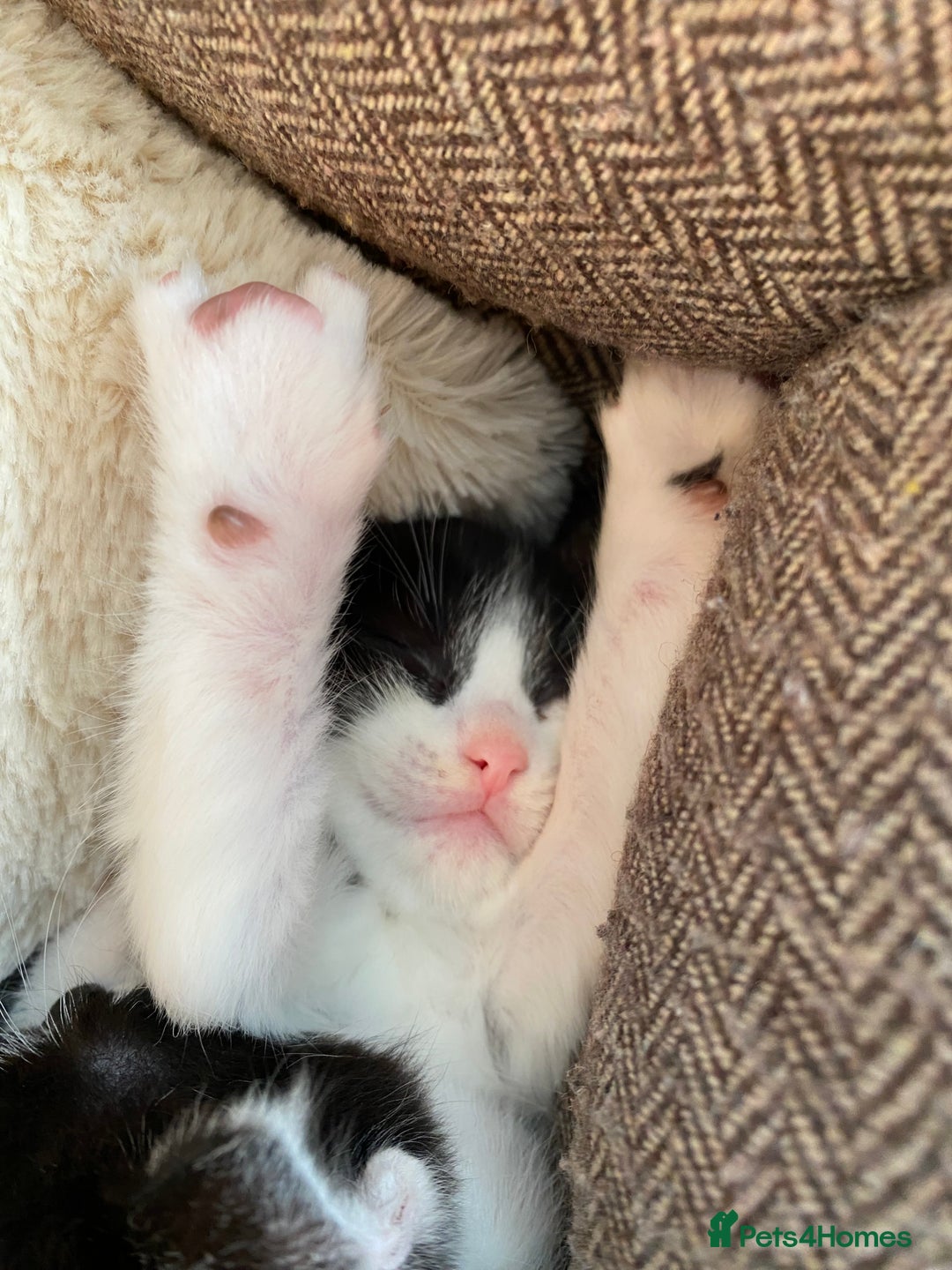 Mixed Breed cats for sale: beautiful kittens - Image 13