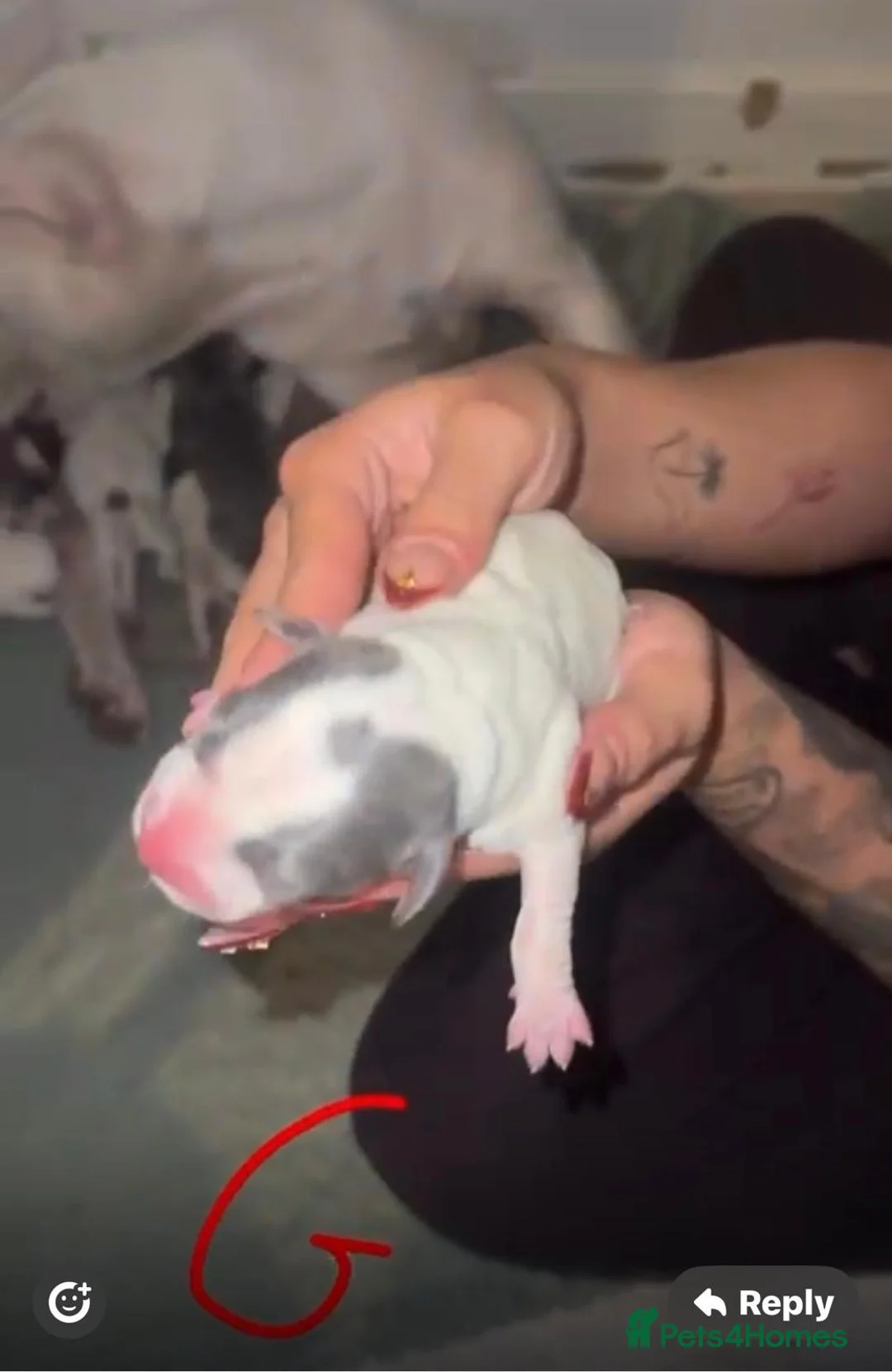 Mixed Breed dogs for sale: Beautiful mixed litter of puppies for sale - Advert 9