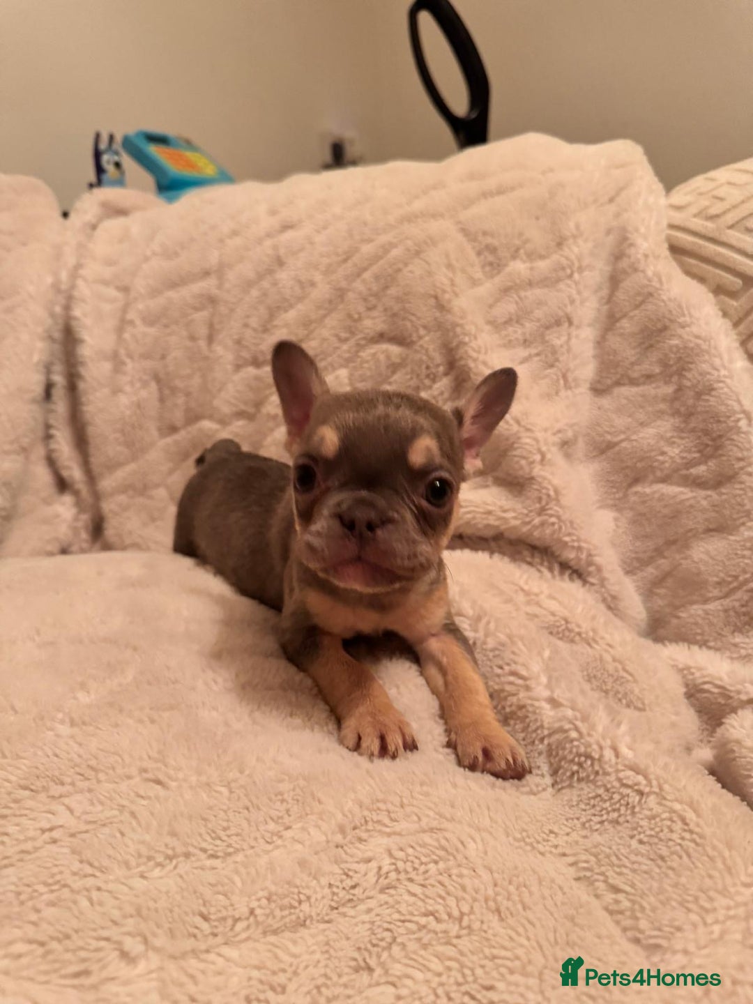 French Bulldog dogs for sale: French bulldog puppys - Advert 9