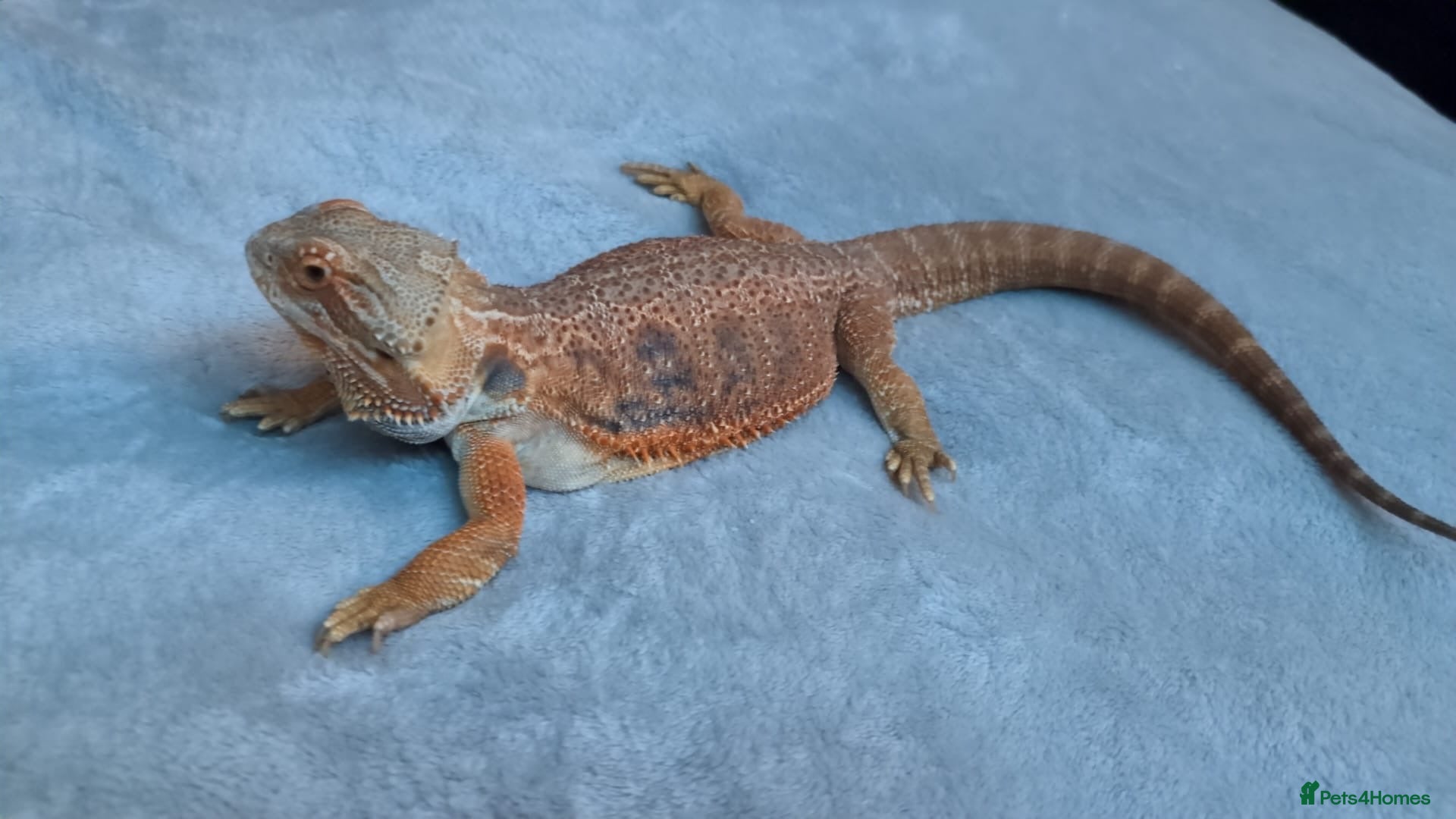Bearded Dragon reptiles Female bearded dragon - Advert 1