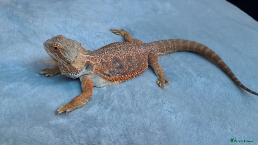 Bearded Dragon reptiles for sale: Female bearded dragon in Hailsham - Advert 1