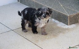 Cavapoo dogs for sale: Beautiful Cavapoochons for sale  - Image 35