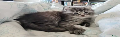 Maine Coon 1