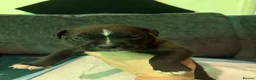 Mixed Breed dogs for sale: Staffordshire bull terrier cross American bulldog - Advert 11