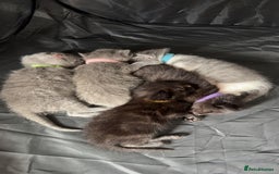 Mixed Breed cats for sale: mixed breed kittens for sale - Image 11