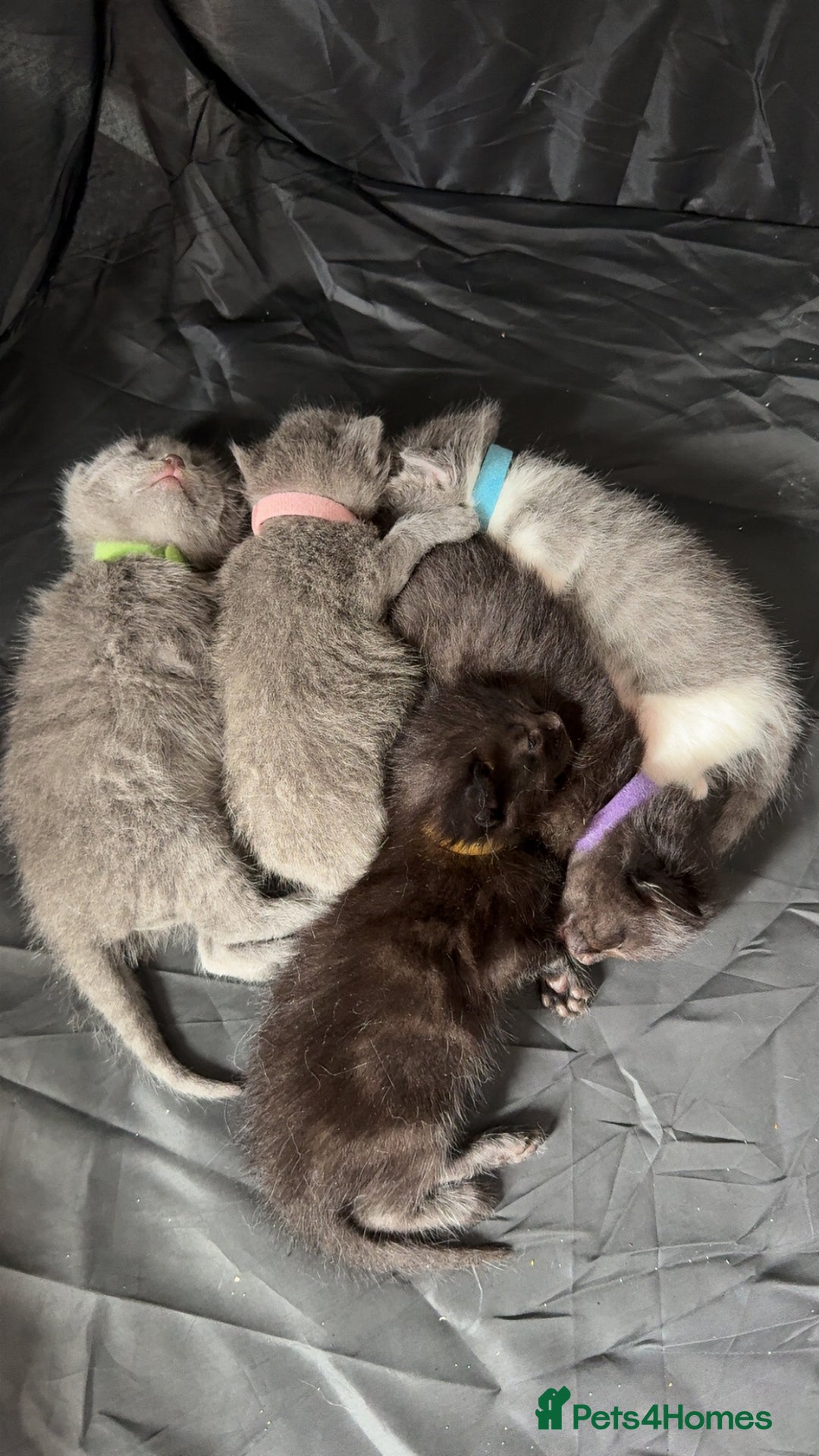 Mixed Breed cats for sale: mixed breed kittens for sale - Image 11