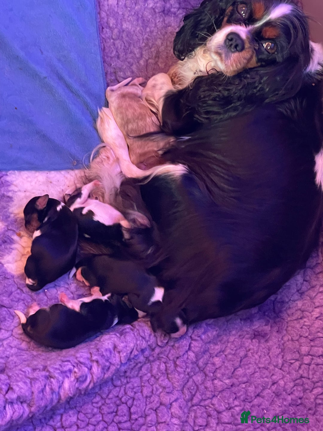 Cavalier King Charles Spaniel dogs for sale: Health Tested CKCS puppies  - Advert 11