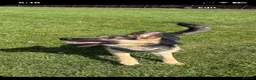 German Shepherd dogs for sale: Male German Shepherd reggie - Advert 9