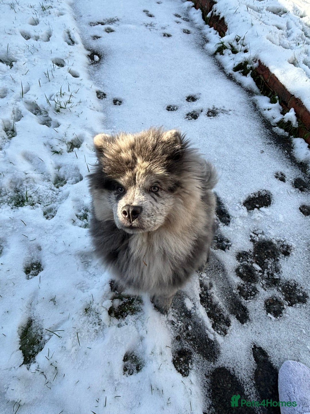 Chow Chow dogs for sale: 7 month male Chowchow - Advert 1