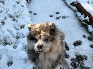 Chow Chow dogs 7 month male Chowchow - Advert 18