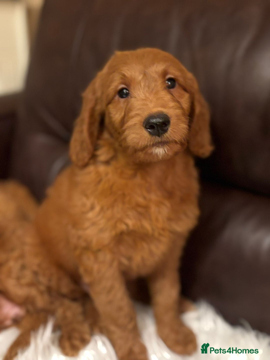 Goldendoodle dogs for sale: Ready Now deep red Golden Doodle F1 pups  - Advert 24