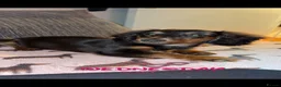 Miniature Dachshund dogs for sale: KC long haired miniature dachshund female🩷 in Rhyl - Advert 6