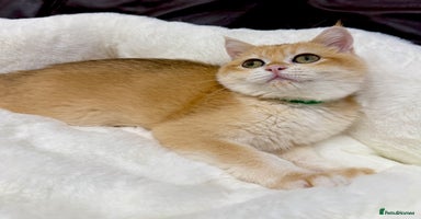 British Shorthair cats - Advert 2