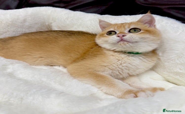 British Shorthair cats - Advert 10