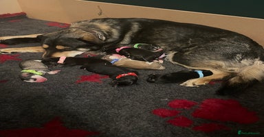 Siberian Husky dogs in Gloucester - Advert 18