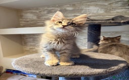 Maine Coon cats for sale: XL Russian Cubs 🇷🇺 ❤️ - Advert 12