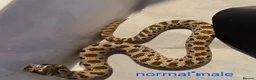 Snake reptiles for sale: Western hognoses babies - Advert 6