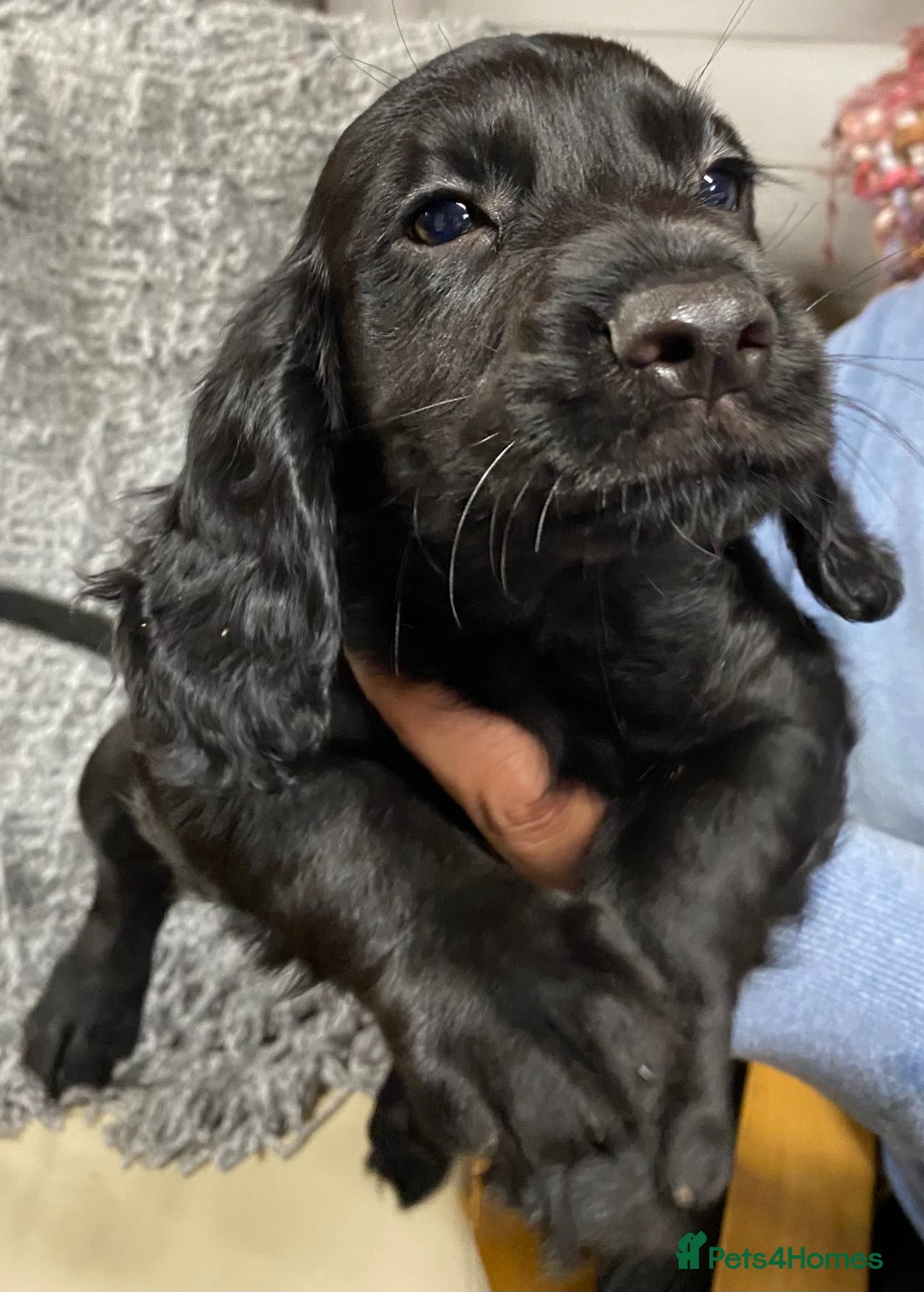 Cocker Spaniel dogs for sale: 5 BEAUTIFUL COCKER SPANIEL KC REG PUPPIES - Image 22