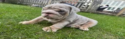 English Bulldog dogs for sale: Top Quality English Bulldog Pups Not Your Usual  in Colchester - Advert 11